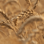 Aceite esencial de germen de trigo